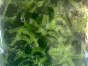 Frozen seasoned spinach in a vacuum-sealed bag
