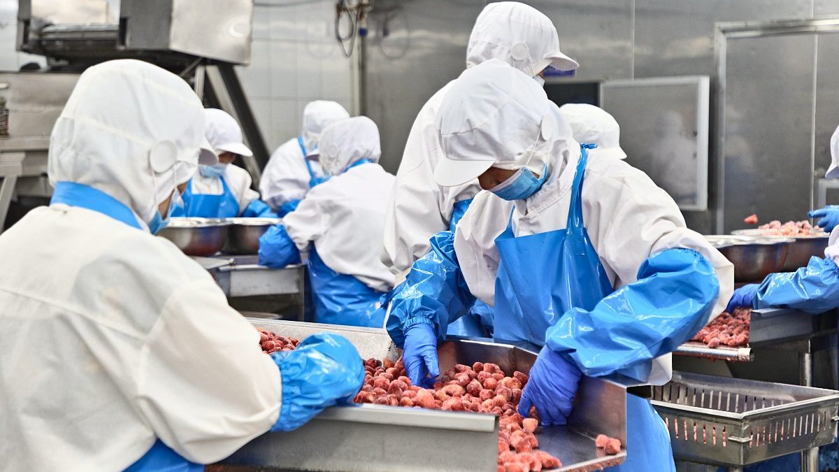 Workers in hygiene clothing hand-sorting strawberries