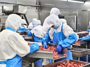 Workers in hairnets, masks and gloves sorting strawberries