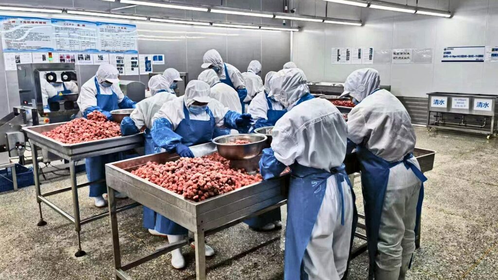 Hand sorting of fruit on stainless steel tables in the Jiale Food processing workshop