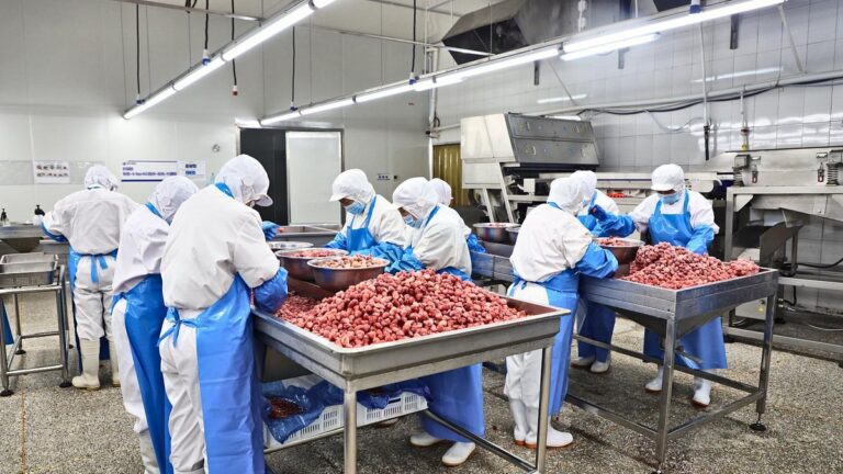 Workers sorting frozen strawberries in Jiale Food processing workshop
