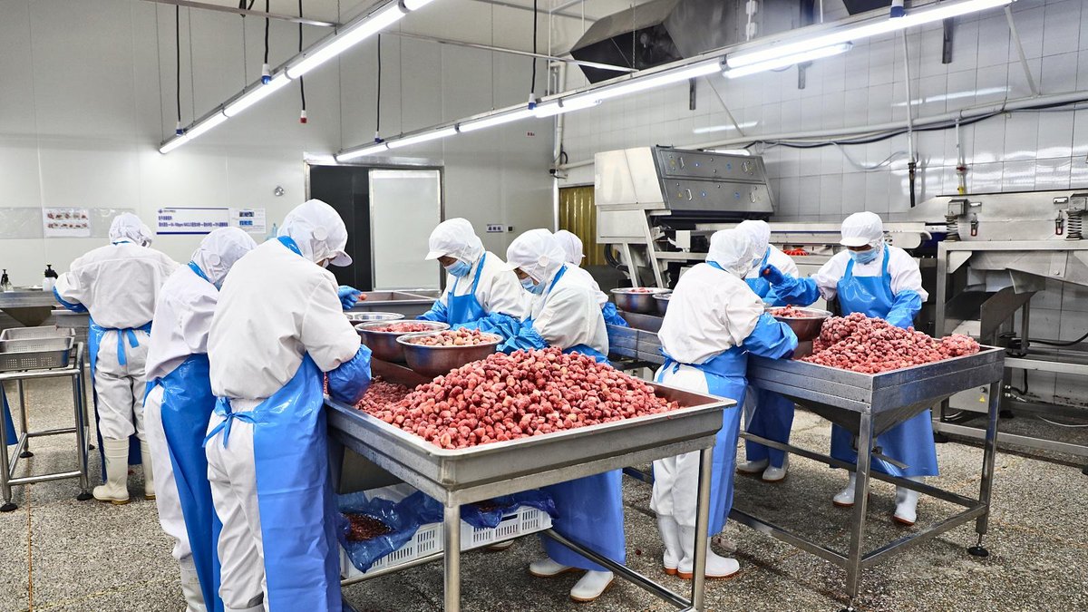 Workers sorting frozen strawberries in Jiale Food processing workshop