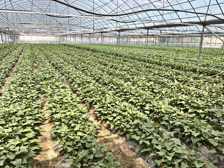 Seedling nursery and propagation base: greenhouse rows