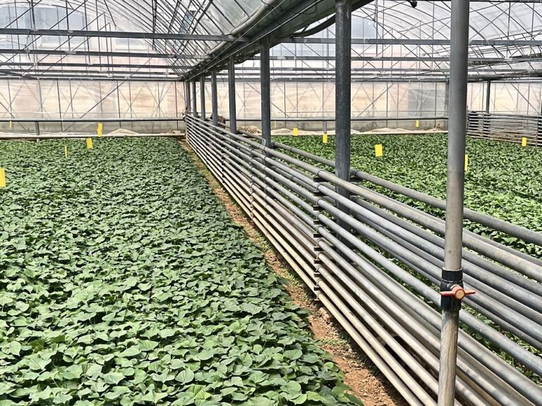 Seedling nursery and propagation base: young plants in a greenhouse